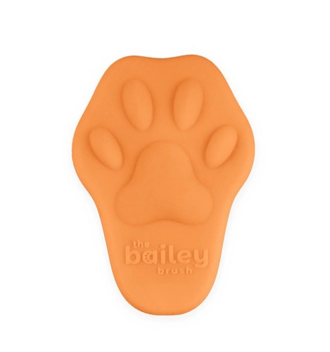 The bailey cat - bailey,